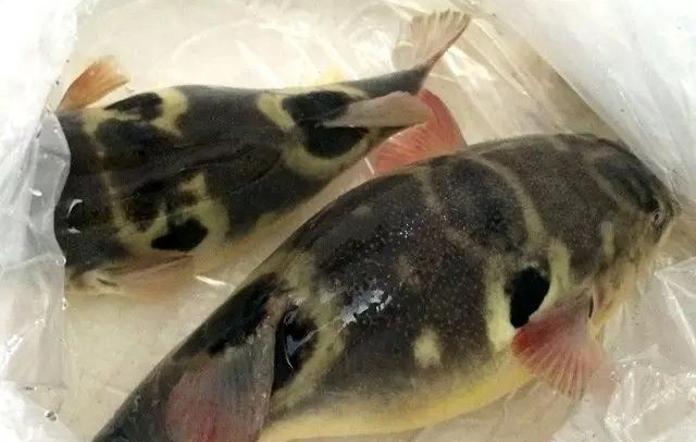 Thứ hai, một số loại cá gây dị ứng, có tuyến nọc độc đối với con người. Thực tế, một số loài cá có vẻ bình thường nhưng lại sở hữu những tuyến nọc gây dị ứng nghiêm trọng cho con người.