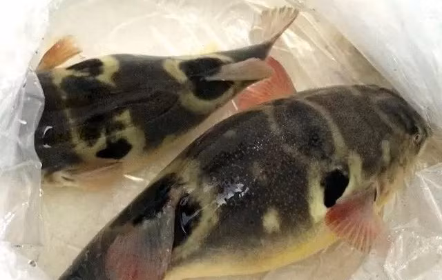 Thứ hai, một số loại cá gây dị ứng, có tuyến nọc độc đối với con người. Thực tế, một số loài cá có vẻ bình thường nhưng lại sở hữu những tuyến nọc gây dị ứng nghiêm trọng cho con người.