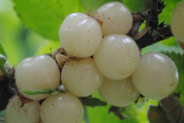 Vì những quả anh đào bạch ngọc đều có màu trắng trong như ngọc trai nên một số người thắc mắc, liệu anh đào có bị biến đổi gen hay không và liệu chúng có an toàn để ăn hay không.