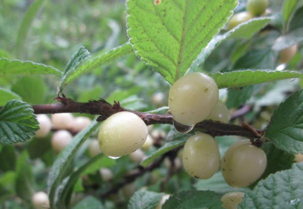 Ở đây xin khẳng định rằng, anh đào bạch ngọc không phải trái cây biến đổi gen, mà là do đột biến chồi khi trồng cây anh đào thông thường.