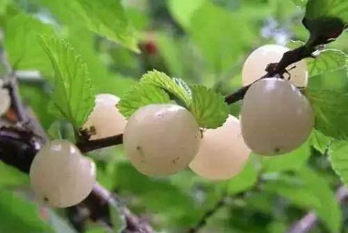 Vì những quả anh đào bạch ngọc trông hệt như ngọc trai, chúng còn được gọi là "ngọc trai mọc trên cây". Thịt quả cứng giòn, ăn ngon ngọt, có tác dụng dưỡng nhan, làm đẹp.