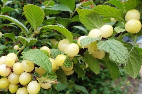 Hiện tượng đột biến này chủ yếu thể hiện ở cành, lá, hoa, quả, thời kỳ trưởng thành của cây và thể hiện cả trong đặc tính.