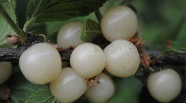 Thêm vào đó, anh đào bạch ngọc cũng được xem là loại quả giúp bảo vệ thị lực cực kỳ hiệu quả, có lợi cho những người làm việc trước máy tính trong thời gian dài.