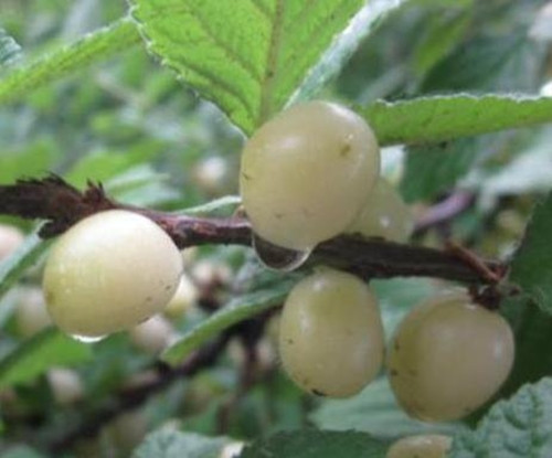 Người nông dân chọn phần chồi non đã đột biến rồi sử dụng hình thức gây giống vô tính để cho ra đời giống anh đào tuyệt đẹp này, bạn có thể yên tâm thưởng thức.