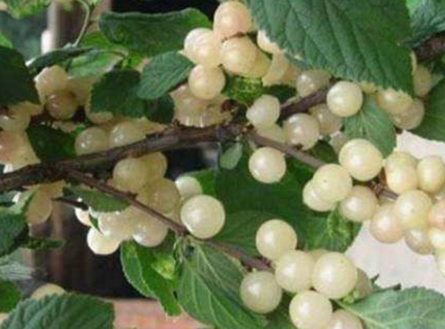 Đặc biệt là hàm lượng sắt rất cao, có tác dụng bổ máu rất lớn, thậm chí còn đứng đầu trong các loại quả dưỡng huyết và được ưu ái gọi là là vua bổ máu, hỗ trợ điều trị bệnh thiếu máu do thiếu sắt, tăng cường thể lực, bổ não và cải thiện trí thông minh.