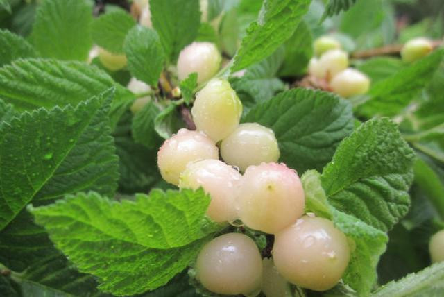 Chắc hẳn ai cũng biết và đã từng ăn quả anh đào (cherry). Đây là loại quả có màu đỏ như mã não, rất đẹp, vị chua ngọt, ăn rất ngon, có thể nói là vừa đẹp mắt lại vừa ngon miệng. Thế nhưng bạn đã bao giờ nghe đến quả anh đào bạch ngọc hay chưa?