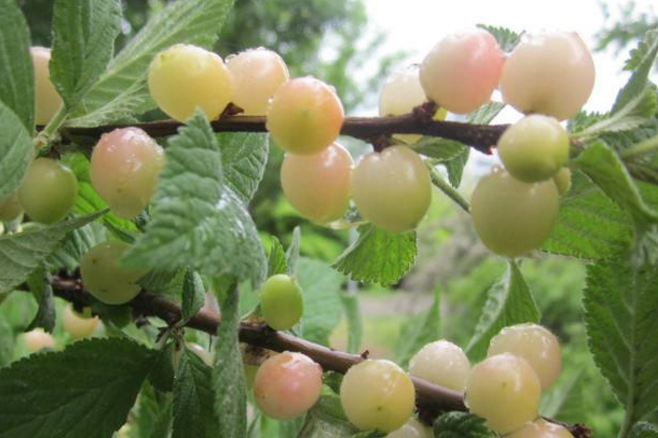 Theo nghiên cứu, anh đào bạch ngọc rất giàu dinh dưỡng, so với các loại táo và lê thông thường trên thị trường thì hàm lượng protein, caroten, vitamin C cao hơn rất nhiều.