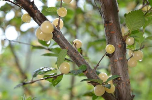 Nước ép anh đào bạch ngọc thường được dùng để thoa lên mặt, có thể làm giảm nám, trắng da, làm mờ nếp nhăn.