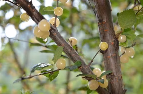 Nước ép anh đào bạch ngọc thường được dùng để thoa lên mặt, có thể làm giảm nám, trắng da, làm mờ nếp nhăn.
