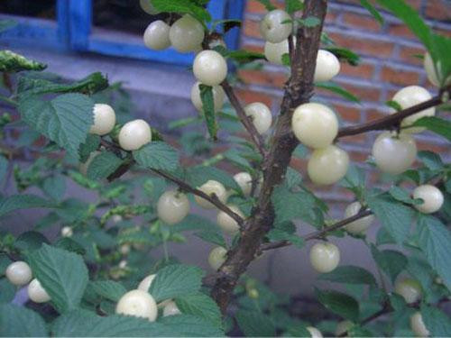 Tuy nhiên, vì khá hiếm lại bổ dưỡng nên anh đào bạch ngọc đắt hơn hẳn anh đào thông thường. Giá của nó dao động từ 100 - 150 tệ/1kg (khoảng 350.000 đồng - 527.000 đồng/1kg) Mời quý độc giả xem video: Tử vong do ăn quả anh đào. Nguồn VTC14.