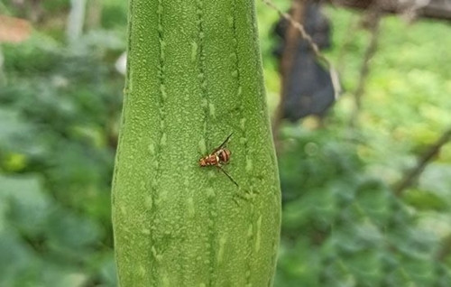 Bi va dua chuot co vi nay, bo ngay keo ngo doc chet nguoi