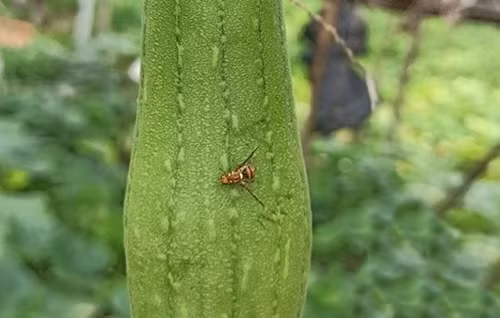 Bi va dua chuot co vi nay, bo ngay keo ngo doc chet nguoi