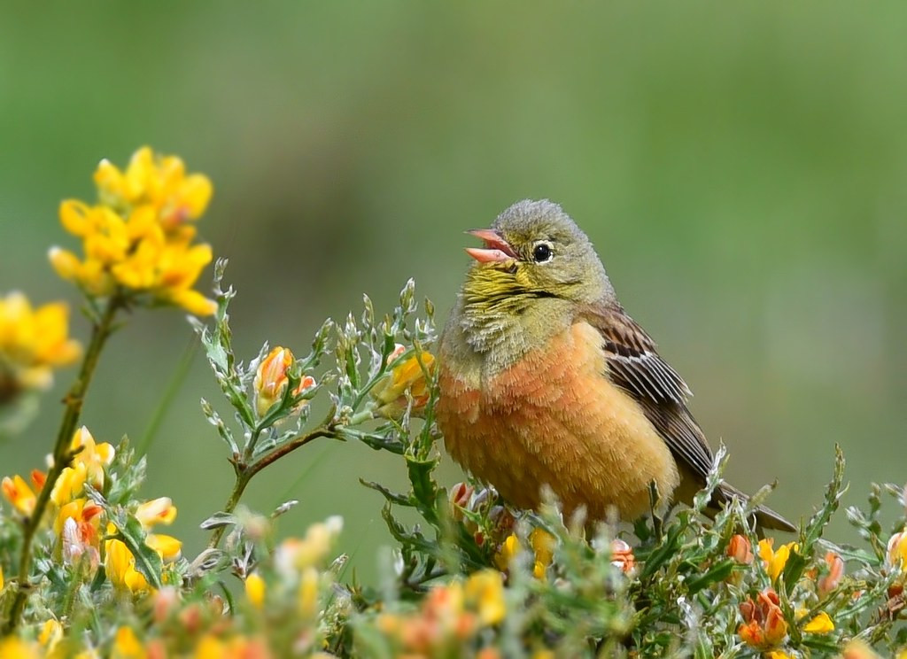 Họa mi là loài chim xinh đẹp, có tiếng hót thánh thót mê ly nên được nhiều người yêu thích. Chúng rất nhỏ, chỉ có trọng lượng khoảng 30g và khá hiếm. Khó có thể tưởng tượng, loại chim này lại có thể bị bắt giết tàn nhẫn vì thú vui ẩm thực của con người.