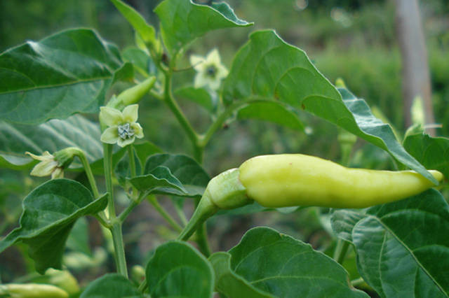 Thế nhưng, đó là quả ớt, còn lá ớt, thật đáng thương chúng lại bị bỏ quên. Lá ớt có chứa hàm lượng canxi cao gấp đôi sữa. Thêm nữa, lá ớt không chỉ dùng để nấu ăn mà còn là một phương thuốc được dùng nhiều trong Đông y.