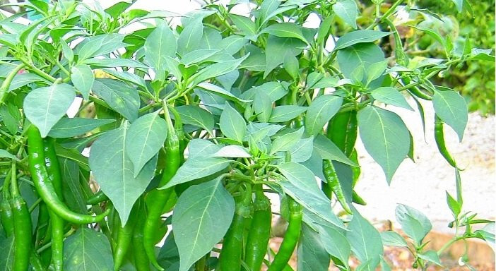 Lá ớt còn có chất chống oxy hóa, giúp cơ thể chống lại các gốc tự do có hại cho sức khỏe cùng với đó nó cũng giúp ngăn ngừa ung thứ, đục thủy tinh thể và các bệnh tim mạch.