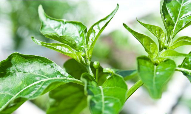 Lá ớt rất giàu hóa chất thực vật phytochemcials và các phenolic acids, các chất này có tính kháng oxy hóa rất cao, có tác dụng tăng cường hệ miễn dịch và làm giảm huyết áp, ngăn ngừa các bệnh tim mạch.