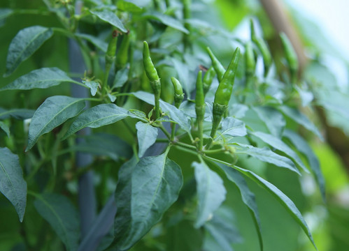 Không chỉ thế, các nhà khoa học đã chỉ ra, lá ớt có khả năng làm giảm chất béo xấu trong cơ thể, làm hạn chế sư tăng trưởng của các loại vi khuẩn do ô nhiễm thức ăn và bảo vệ màng dạ dày trong những trường hợp bị nhiễm H.pylori.