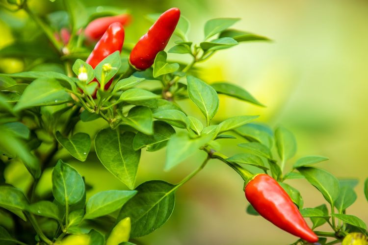 Theo tìm hiểu, trong sách thuốc về Đông y có ghi, lá ớt có vị đắng, tính mát có tác dụng thanh nhiệt, giải độc, lợi tiểu. Dùng lá ớt để nấu canh với tôm, thịt giúp bồi bổ cơ thể, cực có lợi cho những bệnh nhân đái tháo đường.