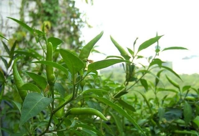 Trong lá ớt có chứa photochemical là chất quan trọng, giúp thúc đẩy các tế bào tuyến tụy sản xuất insulin rất tốt, đối với bệnh nhân tiểu đường loại 1, lá ớt thực sự là món ăn bổ dưỡng không thể bỏ qua.