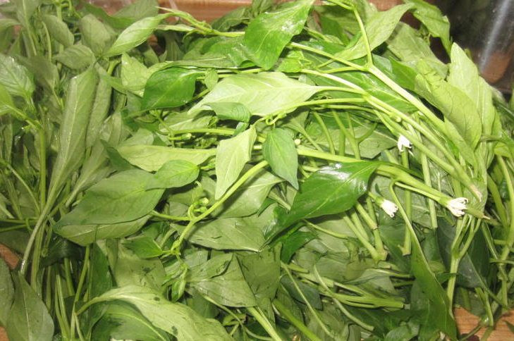 Nhiều người thích ăn lá ớt cũng khẳng định, nhờ loại rau này thường xuyên mà lúc nào mắt họ cũng sáng, tinh tường, không bị nhức mỏi.