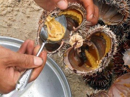 Omega 3 trong nhum biển cũng sẽ cải thiện và tăng cường miễn dịch, giảm triệu chứng hen suyễn và một số dị ứng.