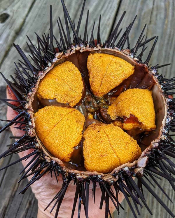 Người ta thường ăn nhum sống với cải bẹ xanh và mù tạt hoặc thưởng thức cùng muối tiêu chanh nhưng cũng có rất nhiều người thích ăn nhum biển nướng mỡ hành, nhum nấu cháo... Dù theo cách nào, nhum cũng vẫn đậm đà và cực ngon, cực bổ, có cơ hội trải nghiệm thì bạn đừng bỏ qua.