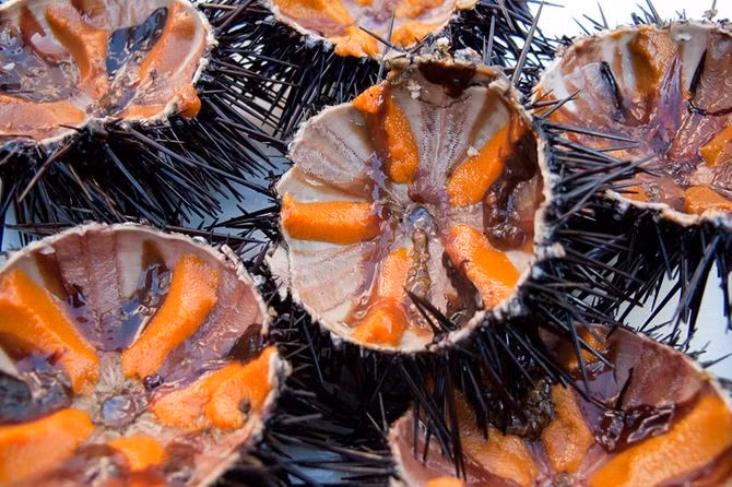 Thêm nữa, thịt nhum biển cũng chứa rất ít chất béo và lượng calo thấp hơn so với cá hồi, cá ngừ và cá thu. Có thể nói là ăn nhiều cũng không lo bị thừa calo, là loại hải sản tuyệt vời dành cho những người ăn kiêng.