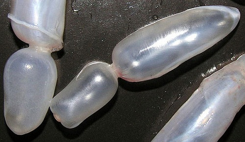 Không giống như các loại thực dưỡng khác, bóng cá thực sự rất dễ ăn, ăn cũng ngon vô cùng. Khi chế biến, rửa sạch, ngâm bóng cá trong nước gừng có pha ít rượu trắng để loại bỏ mùi tanh. Có thể sấy khô và bảo quản dùng dần nhưng bóng cá vẫn tốt nhất khi dùng tươi.