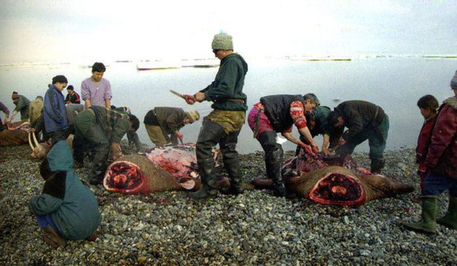 Sau đó, họ khâu kín con hải cẩu lại đồng thời đẩy hết không khí bên trong bụng hải cẩu ra ngoài bằng cách chèn lên cơ thể hải cầu một tảng đá to. trên một tảng đá to.