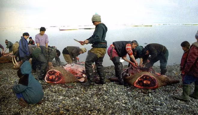 Sau đó, họ khâu kín con hải cẩu lại đồng thời đẩy hết không khí bên trong bụng hải cẩu ra ngoài bằng cách chèn lên cơ thể hải cầu một tảng đá to. trên một tảng đá to.