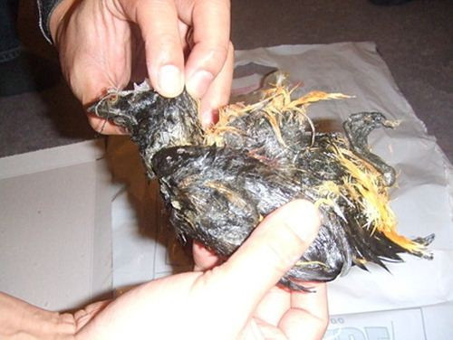 Theo nhiều người từng trải nghiệm, món Kiviaq có vị cay hăng và mùi cực thối. Cũng chính vì mùi quá ghên rợn nên món này buộc phải ăn ngoài trời, trong những không gian mở, thoáng khí. Song, ngay cả khi đang ở ngoài trời, có những du khách chỉ cần ngửi thấy mùi cũng đã nôn ọe, chạy mất.