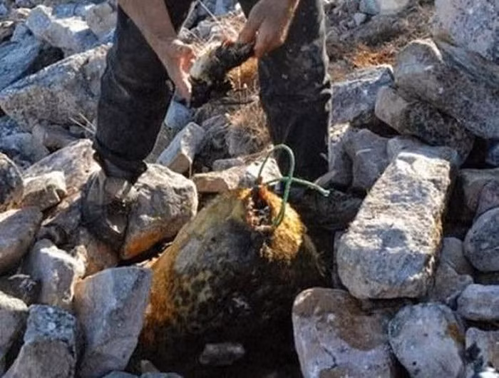 Kiviaq được xem như là đặc sản của người Inuit, ra đời từ nhu cầu bảo quản, lưu trữ thực phẩm của những người Inuit thời xa xưa. Đến nay, Kiviaq vẫn được người dân bản địa ưa chuộng và cũng là món đặc sản giúp Greenland thu hút du khách.