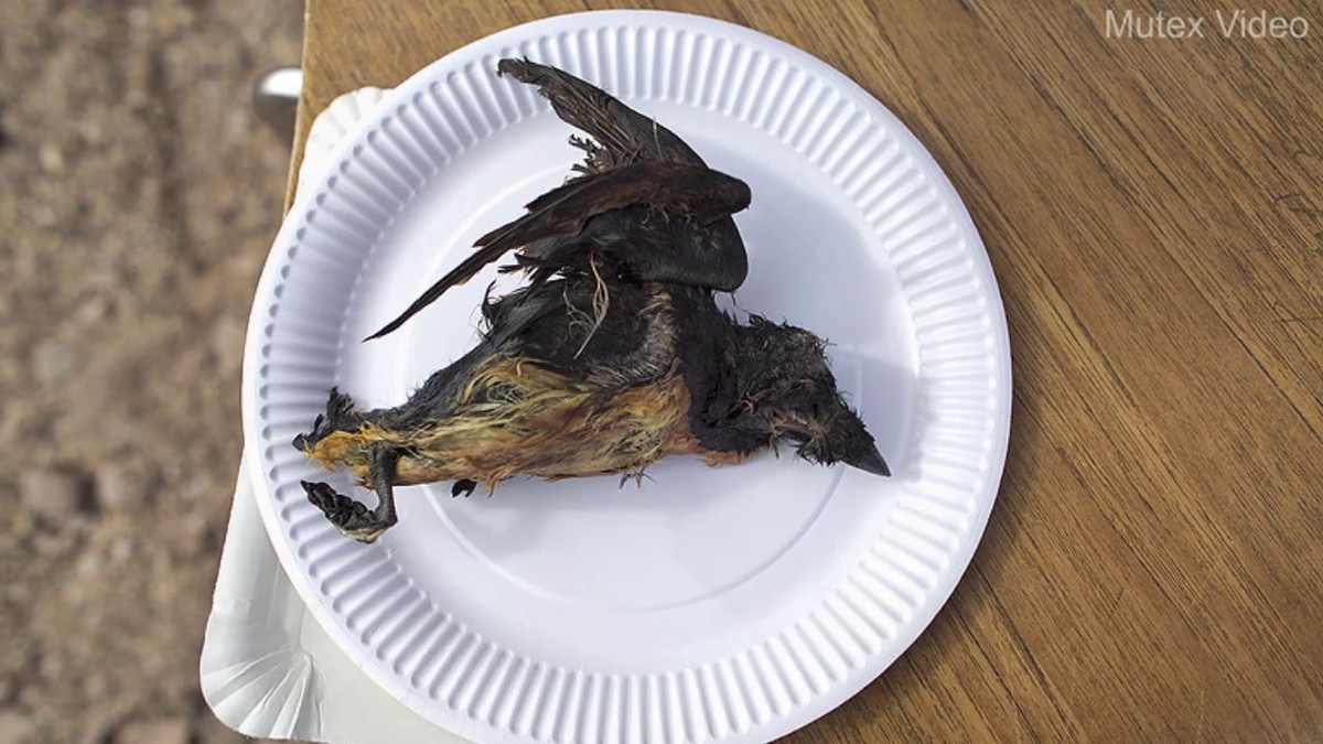 Đáng nói, để ăn món kinh dị này, người Inuit chỉ đơn giản là tách con hải cẩu ra, lấy những con chim trong bụng, vặt lông và ăn trực tiếp mà không qua bất cứ công đoạn chế biến nào khác.