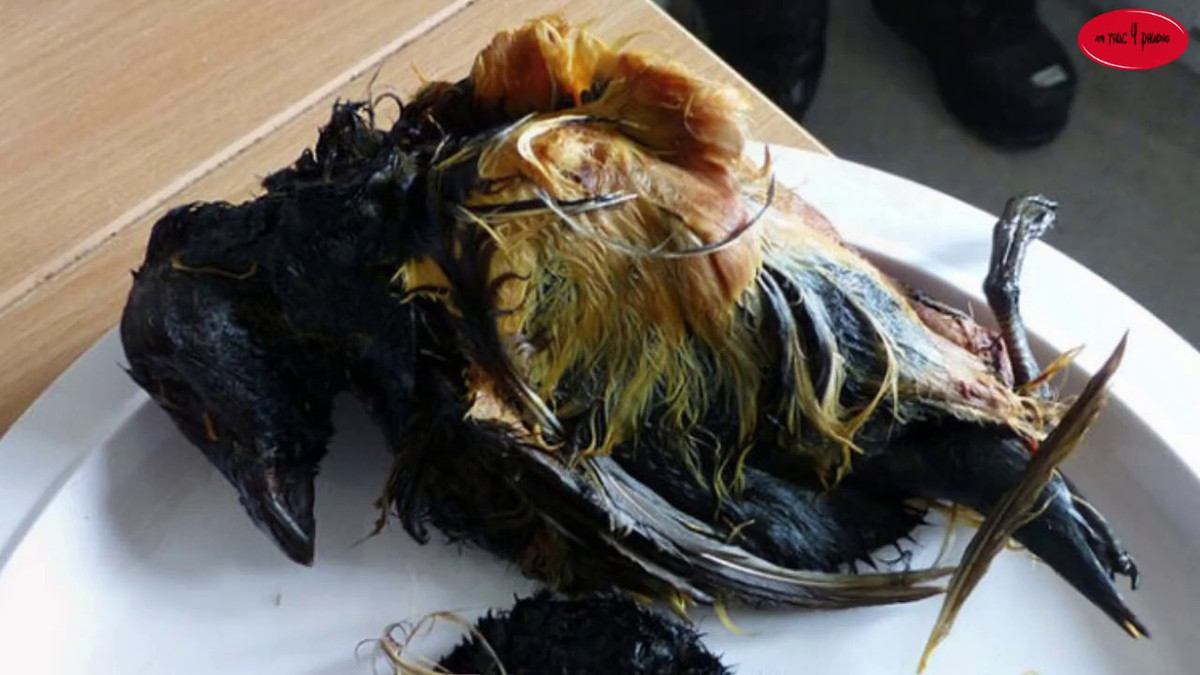 Tiếp đó, họ nhét hàng trăm con chim auk đã chuẩn bị sẵn. Chim auk là một loài chim biển nhỏ vào bụng hải cẩu. Những con chim này được để nguyên cả lông, chân, đầu và nội tạng.