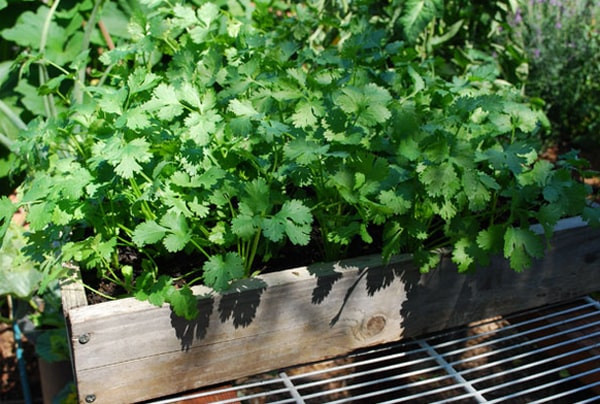 5. Tác dụng kháng khuẩn và ngăn ngừa nhiễm trùng: Rau mùi có chứa các hợp chất kháng khuẩn, có thể giúp chống nhiễm trùng đường tiết niệu.