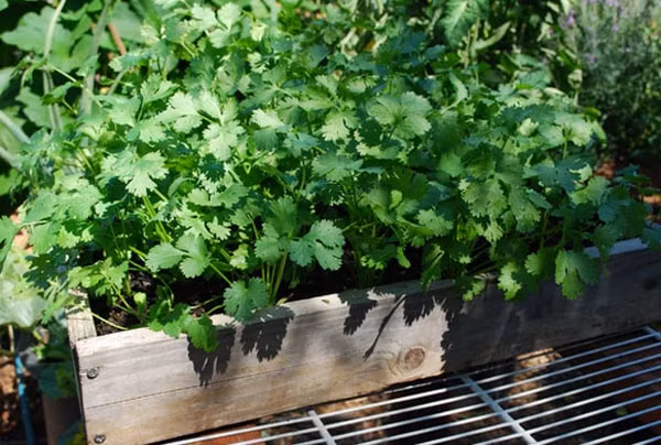 5. Tác dụng kháng khuẩn và ngăn ngừa nhiễm trùng: Rau mùi có chứa các hợp chất kháng khuẩn, có thể giúp chống nhiễm trùng đường tiết niệu.