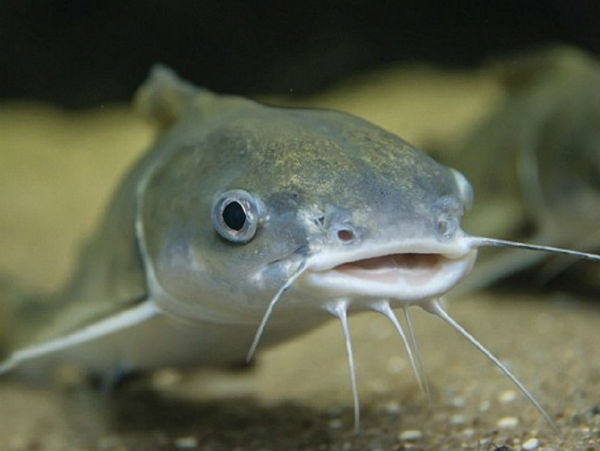 Trên thực tế, cá trê không những không bẩn mà toàn thân nó chẳng khác gì bảo vật. Theo y học cổ truyền, cá trê là loại thực phẩm vô cùng bổ dưỡng, không thua kém gì những loài cá đắt tiền, có thể dùng là thực dưỡng, hỗ trợ chữa bệnh.