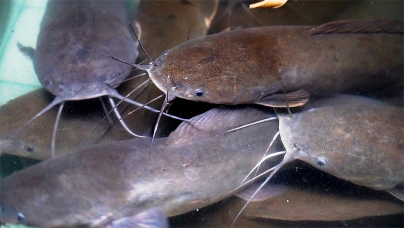 Cá trê cũng cung cấp rất nhiều axit béo omega-3 hơn các loại thực phẩm khác, chúng thậm chí có thể giúp điều trị các tình trạng thần kinh và tâm thần, bao gồm mất trí nhớ, rối loạn tăng động giảm chú ý (ADHD) và trầm cảm.