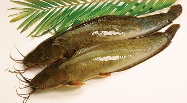 Trong y học hiện đại, qua nhiều nghiên cứu người ta thấy rằng cá trê chứa nhiều protein, chất béo lành mạnh, vitamin và khoáng chất nhưng lại chứa ít calo và natri, rất tốt cho sức khỏe.