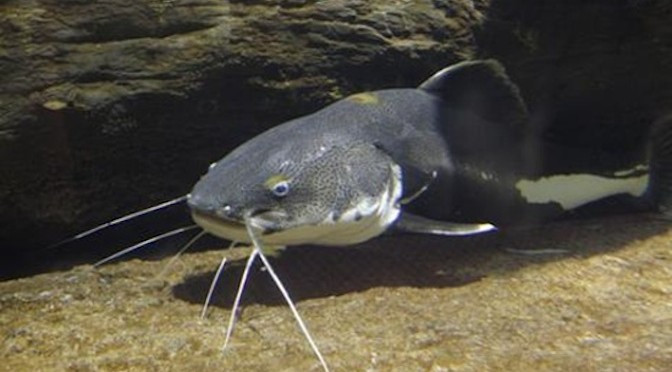 Cụ thể, y học cổ truyền có ghi, cá trê có vị ngọt, tính bình, có tác dụng bổ huyết, giảm đau, sinh tân, ích khí, thúc đẩy việc tạo sữa, lợi tiểu...