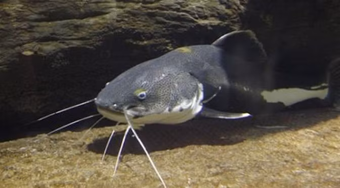 Cụ thể, y học cổ truyền có ghi, cá trê có vị ngọt, tính bình, có tác dụng bổ huyết, giảm đau, sinh tân, ích khí, thúc đẩy việc tạo sữa, lợi tiểu...