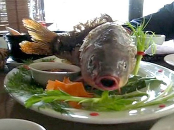 Cá âm dương được ăn kèm với các loại rau sống để át đi mùi tanh. Thịt chúng càng đậm đà hơn khi dùng cùng loại nước chấm được chế riêng biệt.