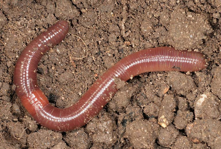 Theo tìm hiểu, địa long chính là giun đất, còn có tên là thổ lòng, giun khoang, trùng hổ, khưu dẫn, tên khoa học là Lumbricus. Chúng là loại động vật ruột khoang, sinh sống ở trong lòng đất, đặc biệt là ở những vùng đất xốp, mát mẻ và ẩm ướt.