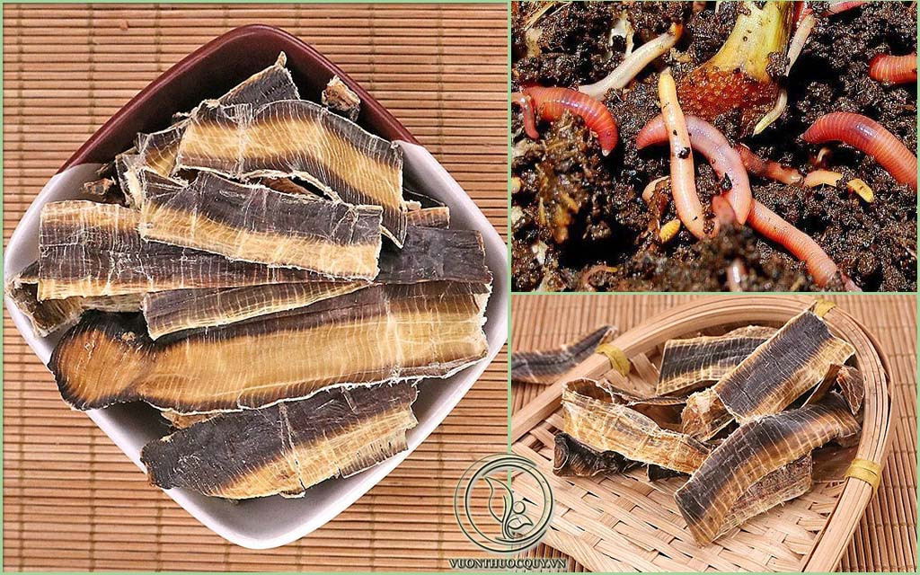 Theo nghiên cứu y học hiện đại, địa long có nhiều chất lumbrifebrin, lumbritin,... chất béo, muối vô cơ, hypoxanthin, các acid amin cần thiết cho cơ thể và vitamin A, D, E.