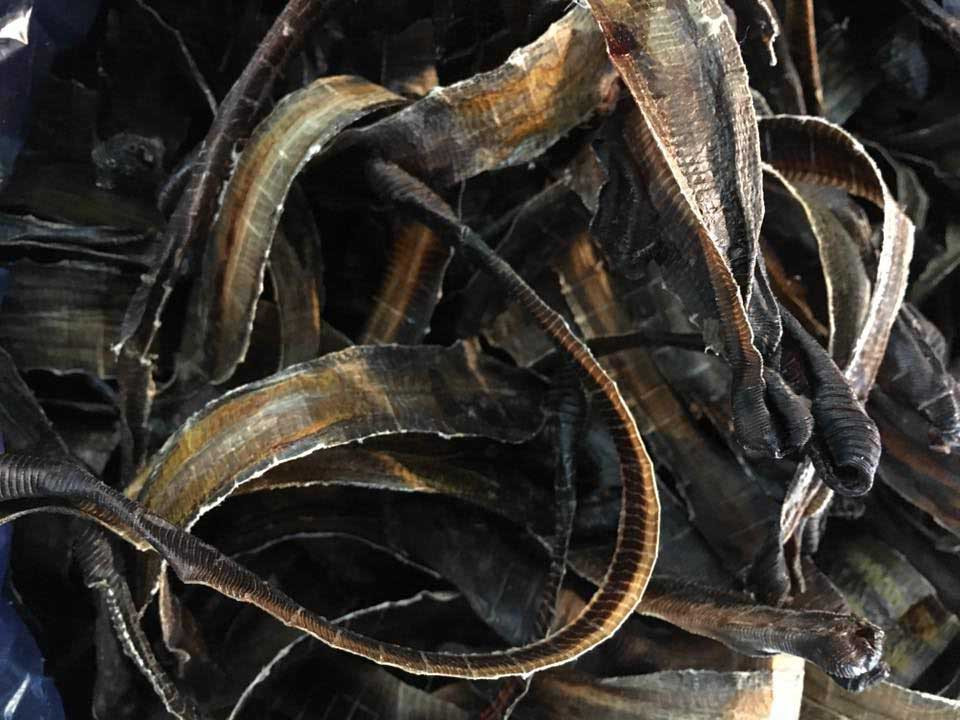 Địa long cũng được chỉ định dùng cho người bị sốt cao kinh giật, động kinh, bồn chồn kích động, ho suyễn khó thở, bại liệt phong thấp, viêm đường tiết niệu và sốt rét cơn.