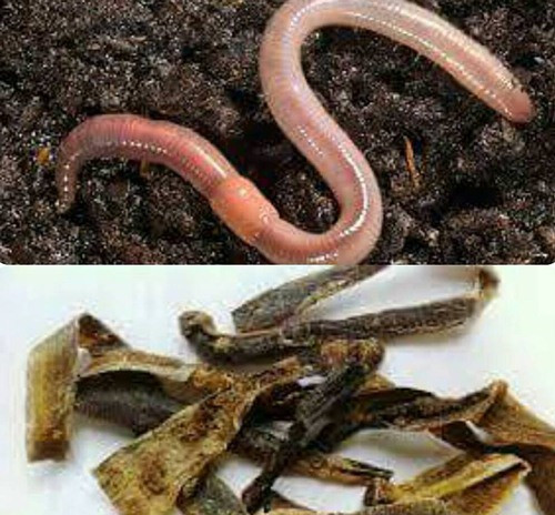 Vậy địa long thực chất là loại thuốc gì và có tác dụng chữa COVID-19 như Angela Phương Trinh chia sẻ hay không? Chúng ta cùng tìm hiểu.