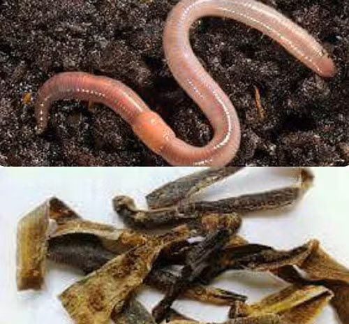 Vậy địa long thực chất là loại thuốc gì và có tác dụng chữa COVID-19 như Angela Phương Trinh chia sẻ hay không? Chúng ta cùng tìm hiểu.