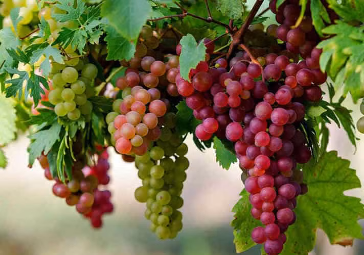 Đặc biệt vào mùa hè nắng nóng, ăn nho có thể tăng cảm giác ngon miệng, khiến tinh thần thoải mái, làm dịu cơn khát. Tin rằng rất nhiều người sẽ không thể chối từ những quả nho mọng nước.