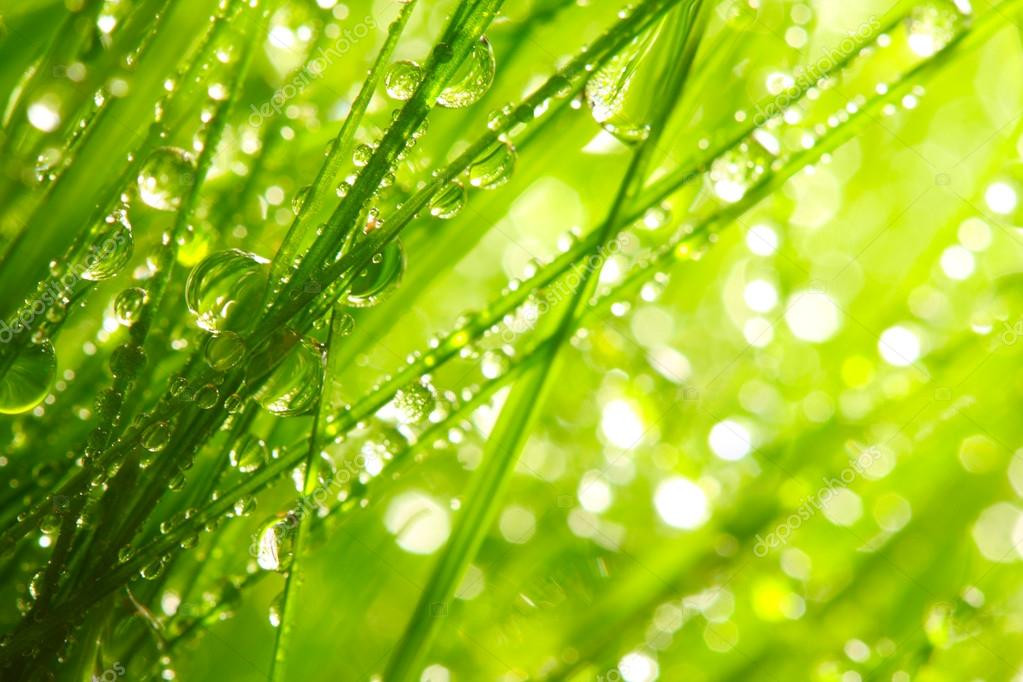 Như vậy lại phải bàn đến nguồn gốc phát hiện loại cỏ này. Theo dã sử ghi chép, Khang Hy hoàng đế là người tham sắc, cũng có tài y thuật. Để hưởng dụng hàng trăm cung tần mỹ nữ, Khang Hy liên tục dùng các loại thuốc và bồi bổ cơ thể bằng của ngon vật lạ.