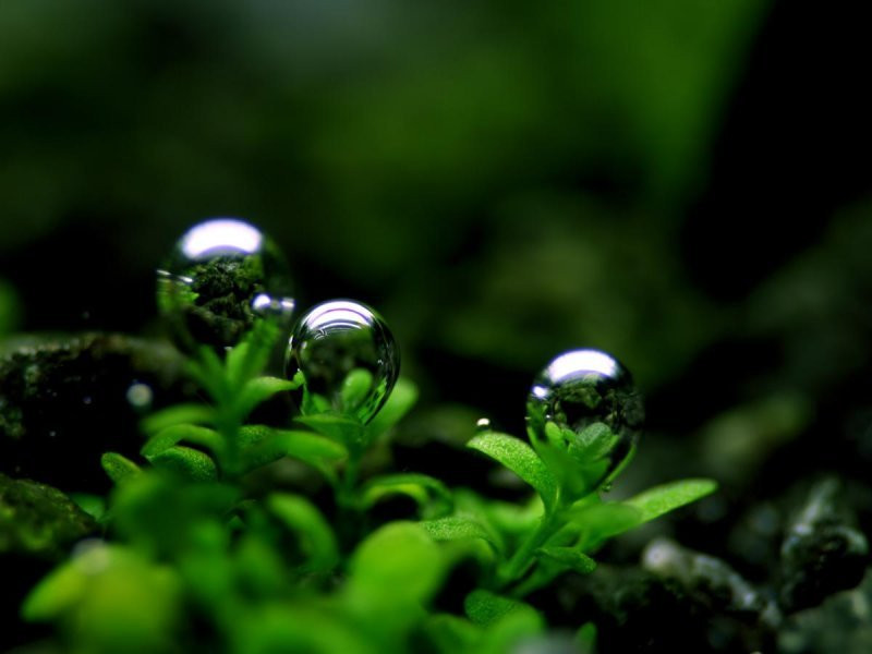 Muốn lấy được cỏ để chế biến, đêm trước ngày rằm tháng Tám phải dắt một con bạch mã lên núi. Khi mặt trời vừa mọc, dẫn bạch mã đến chỗ cỏ Phương Chi mọc để ngựa ăn.